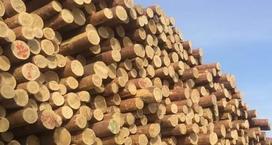 年底全国多地木材再涨价！