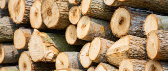 广西浦北县木业产业园木材加工年产值约76亿元