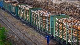 俄罗斯木材出口政策3次修改！木材企业如何应对？