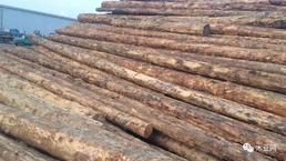 俄乌开战！大宗商品持续高位！木材价格走势仍旧存在变数！