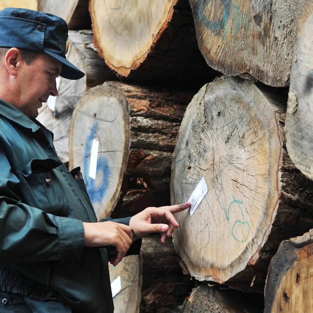 俄罗斯禁止木材出口欧美！