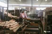 广西田林做大做强木材加工产业