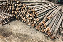 欧盟计划禁止进口俄罗斯木材