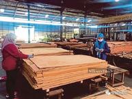 爆发！2025年马来西亚木制品出口将达287亿人民币！