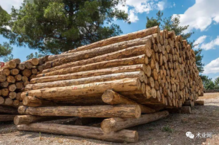 市场复苏 预计8月开始木材需求将有所增加