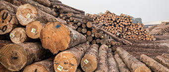山东木制品出口创新高！前5月增长38.6%！