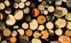 原木出口禁令波及近4000家俄罗斯相关木材企业