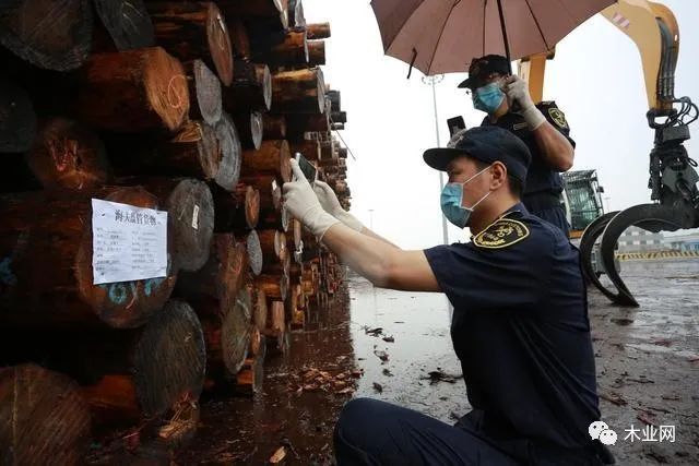 河北曹妃甸2.34万立方米进口原木顺利通关