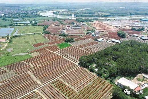 广西钦州5个林木加工园区共入驻企业61家 年产值111亿元