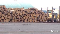 木材短缺，新西兰可能限制向中国出口木材！