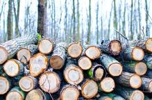 聯合國報告：到2050年全球木材消費量將增長37%！