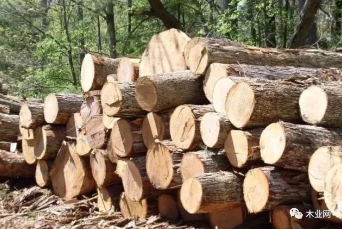 俄罗斯2022年提高部分木材出口税率